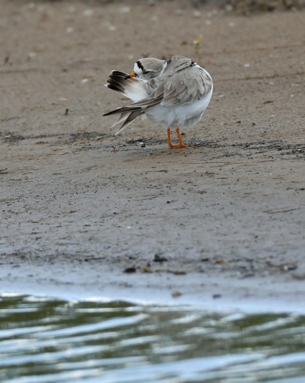 Piping plover Sea Rocket dries herself off after taking a bath at Montrose Beach on June 16, 2026, in Chicago. All four of her chicks hatched the previous day, according to bird monitors on-site. (John J. Kim/Chicago Tribune)