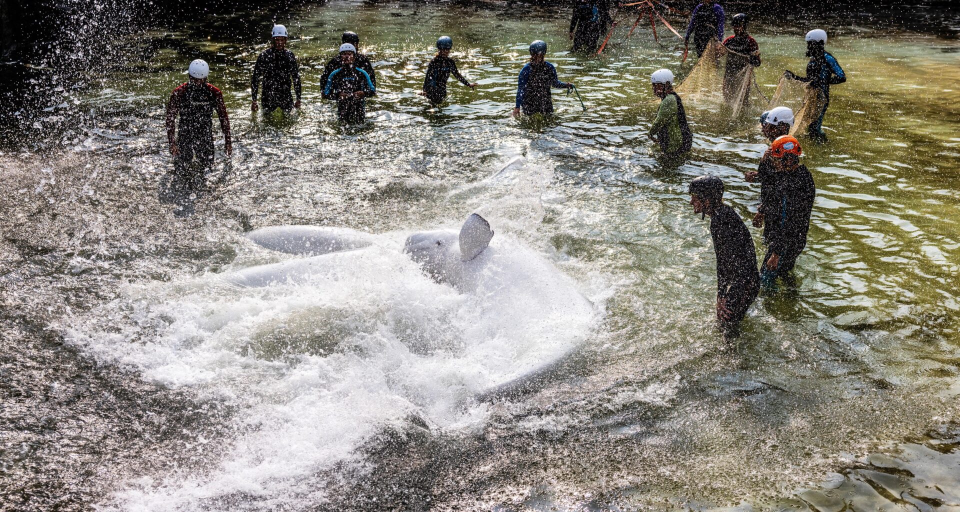 Shedd Aquarium rescues four more beluga whales from Canada