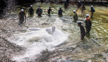 Shedd Aquarium rescues four more beluga whales from Canada