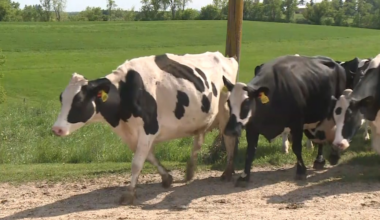 Possible impact that the US-Canada trade war could have on the Wisconsin dairy industry