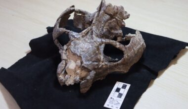 This 236-Million-Year-Old Fossil Just Rewrote the Story of Live Birth