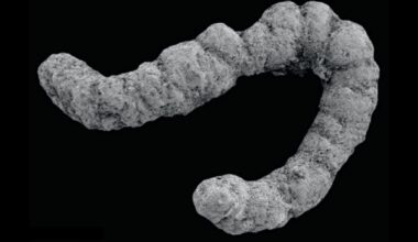 An Ancient Poop Explosion Could Have Helped Complex Life Evolve : ScienceAlert