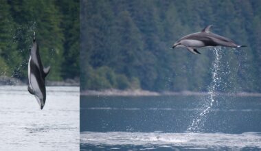 Photographer Captures Acrobatic Dolphins Leaping From the Water