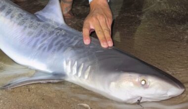 A shark commonly seen off Florida was caught up north. Is it a sign of warming waters? - Tampa Bay Times