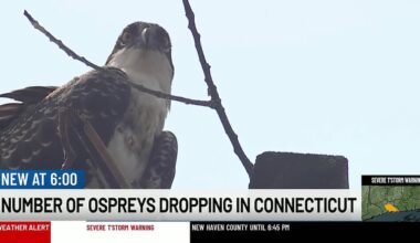 Connecticut osprey numbers at lowest levels in over a decade as menhaden shortage threatens the species