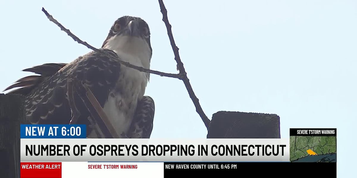 Connecticut osprey numbers at lowest levels in over a decade as menhaden shortage threatens the species