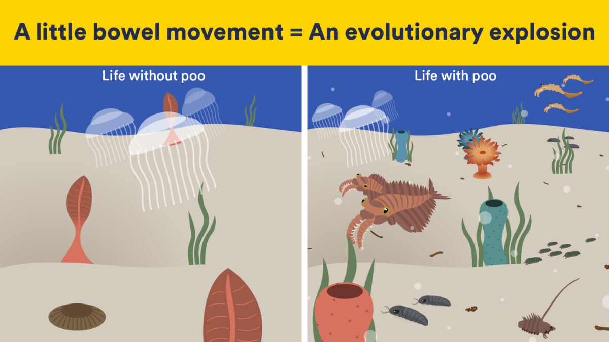 An Ancient Poop Explosion Could Have Helped Complex Life Evolve