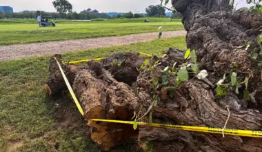 Trees are coming down by the dozen as Trump’s D.C. golf makeover nears - The Washington Post