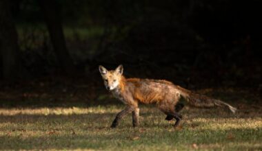 Have you seen a sick fox in Malvern? Here’s what to do – NBC10 Philadelphia