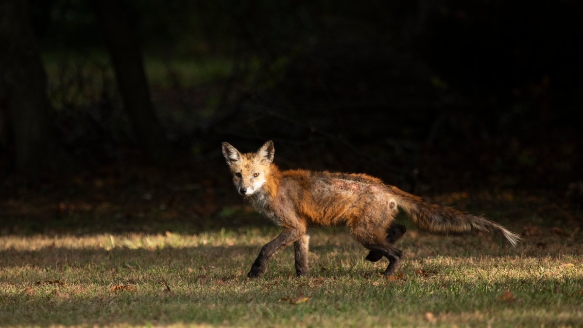 Have you seen a sick fox in Malvern? Here’s what to do – NBC10 Philadelphia