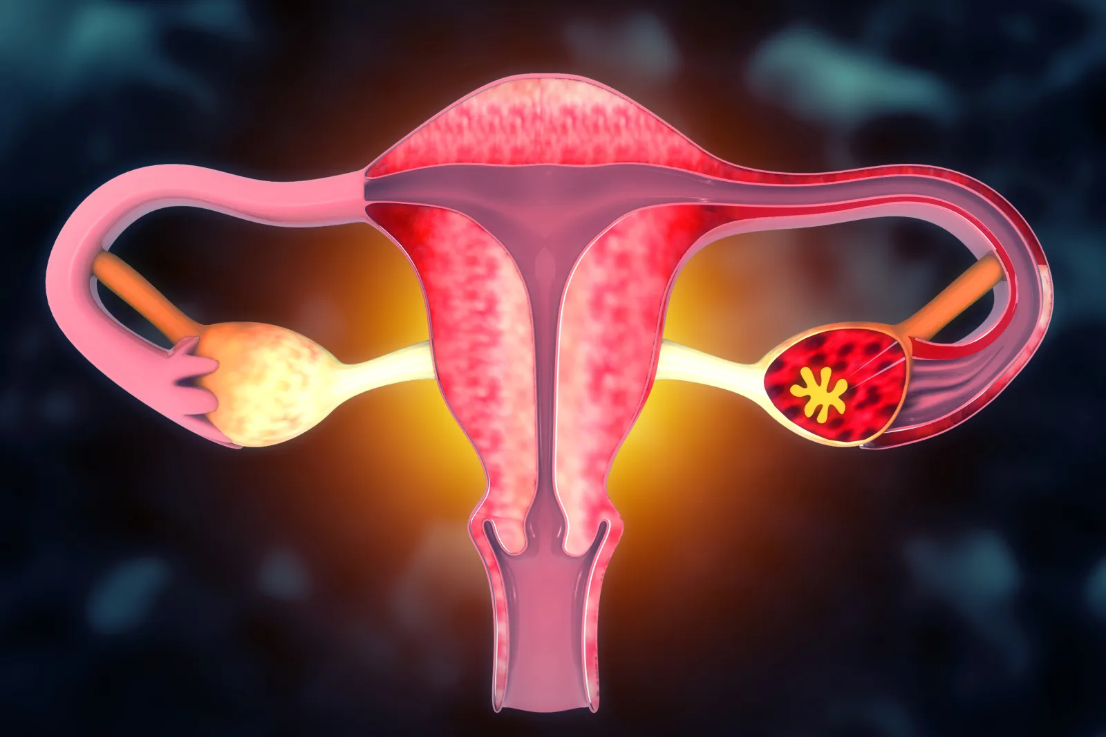 An illustration of the female reproductive system.