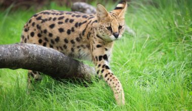 Search continues for serval loose in Grundy County – NBC Chicago