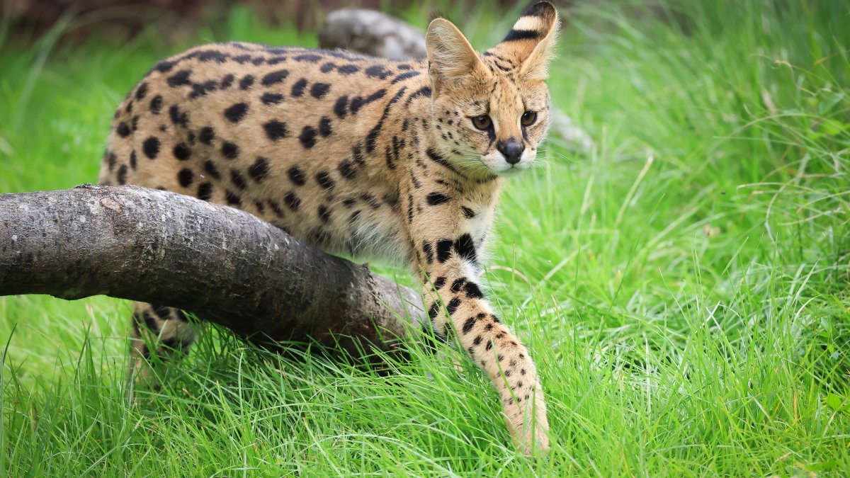 Search continues for serval loose in Grundy County – NBC Chicago
