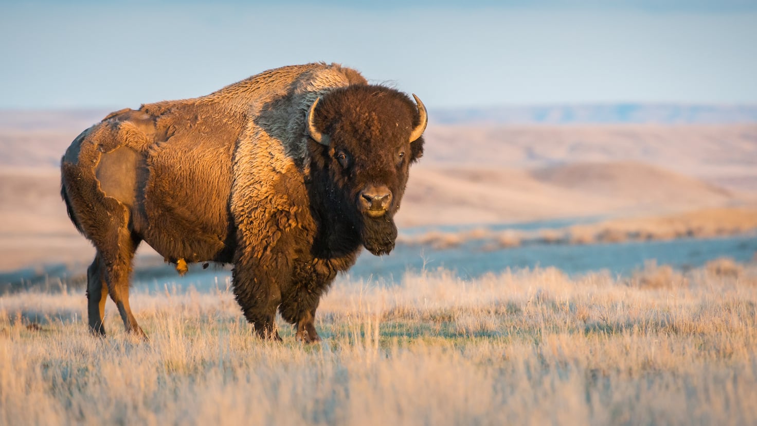 Mexico reintroduced 47 bison in 2025 after more than 100 years: Just months later, the ecosystem is restoring itself