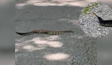 Tennessee’s largest and most dangerous venomous snake spotted at Percy Warner Park