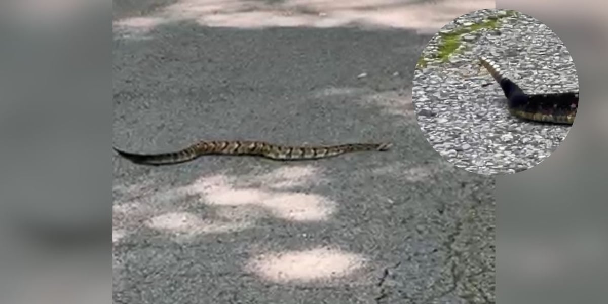 Tennessee’s largest and most dangerous venomous snake spotted at Percy Warner Park