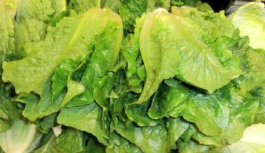 Cyclospora cases in Nebraska, Iowa linked to outbreak sourced to Taylor Farms lettuce