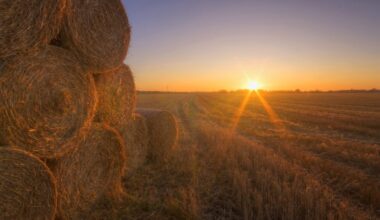 As Drought Relief Hay Arrives, Wyoming Producers Urged to Watch for Invasive Weeds – Sheridan Media