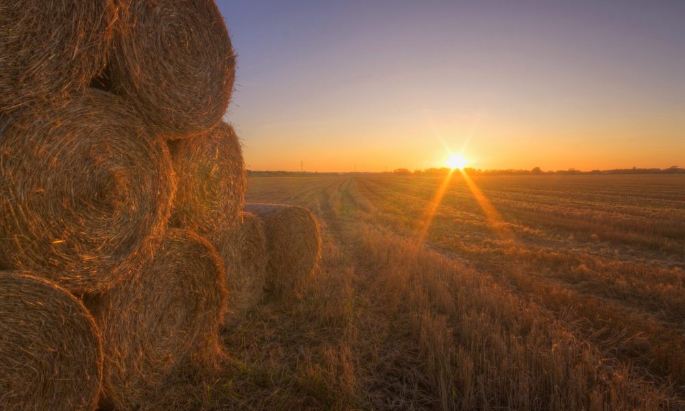 As Drought Relief Hay Arrives, Wyoming Producers Urged to Watch for Invasive Weeds – Sheridan Media