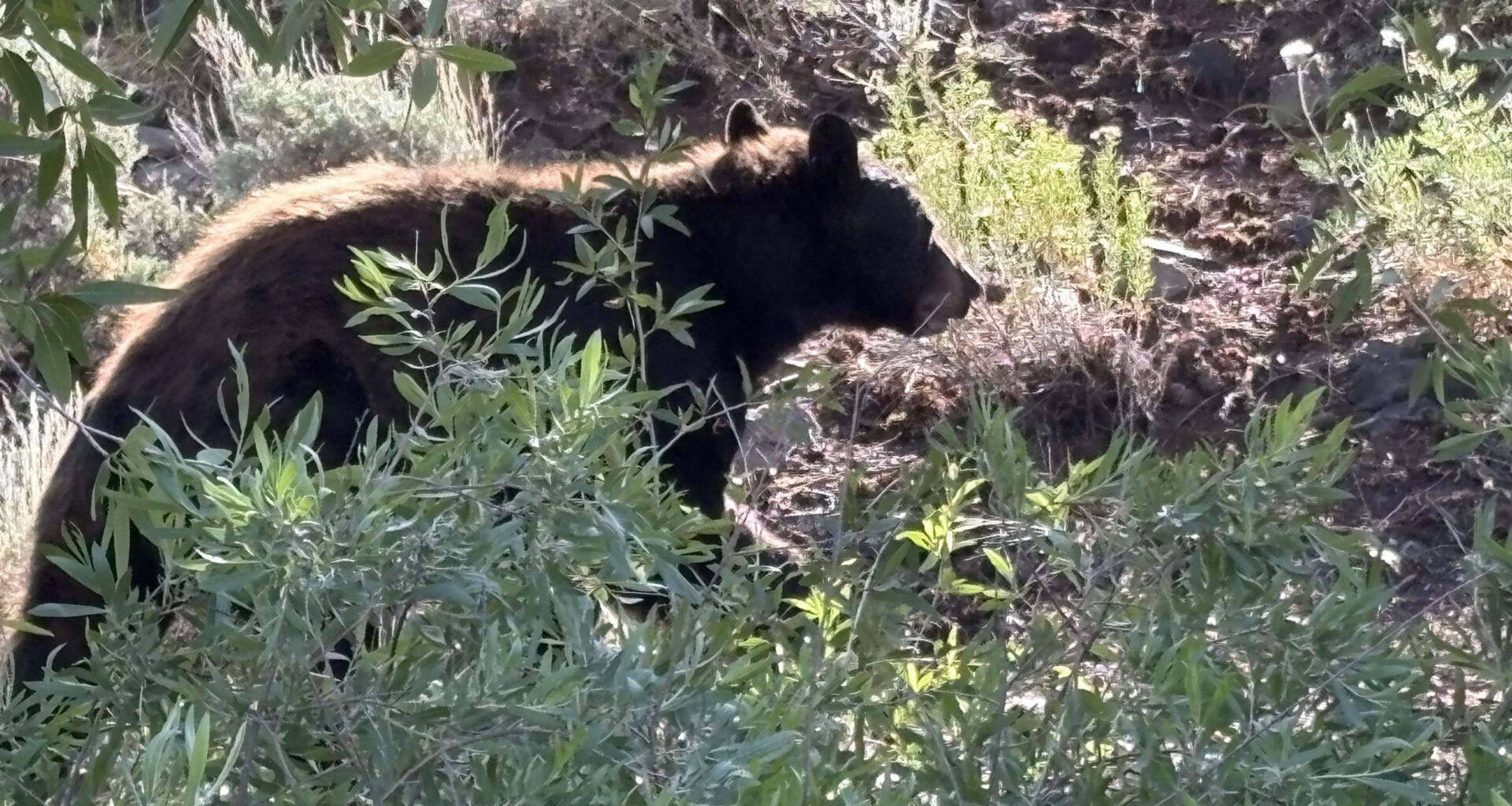 Bear attacks Colorado woman in her home