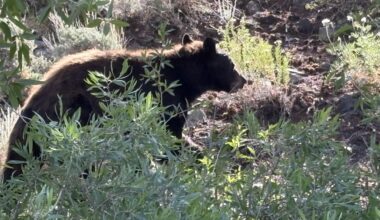 Bear attacks Colorado woman in her home
