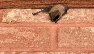 Large-scale bat infestation reported in Aspen’s Hunter Creek Building 3