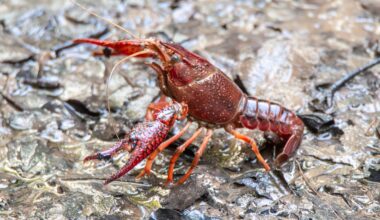 Two tons of American red crayfish were unleashed into a Spanish river in 1974: 50 years later, the invasion is at a point of no return