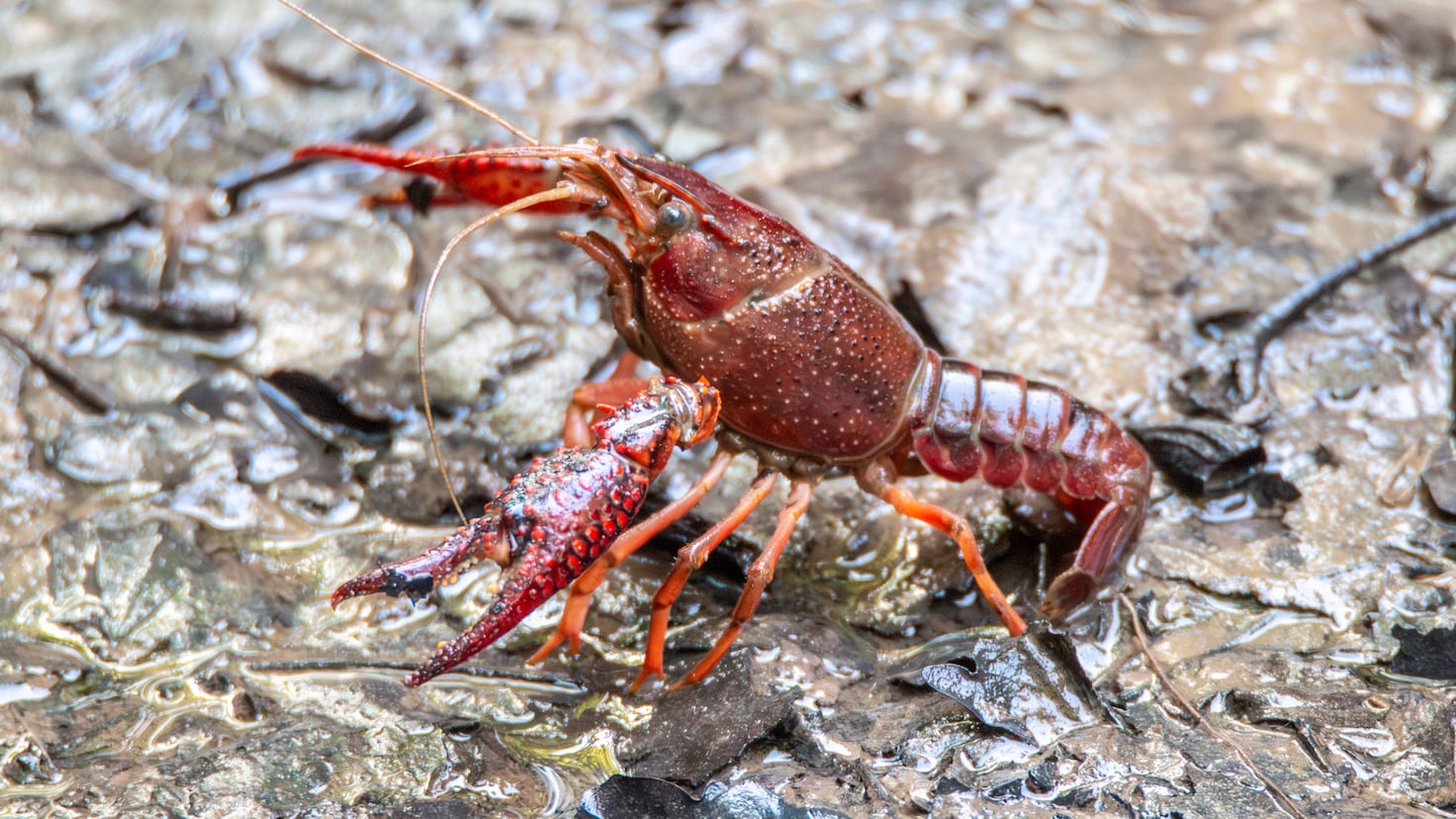 Two tons of American red crayfish were unleashed into a Spanish river in 1974: 50 years later, the invasion is at a point of no return