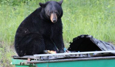 DEEP documents 50 bear home break-ins so far this year