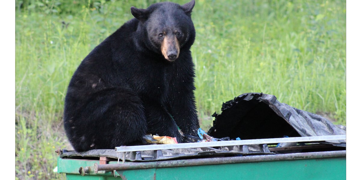 DEEP documents 50 bear home break-ins so far this year