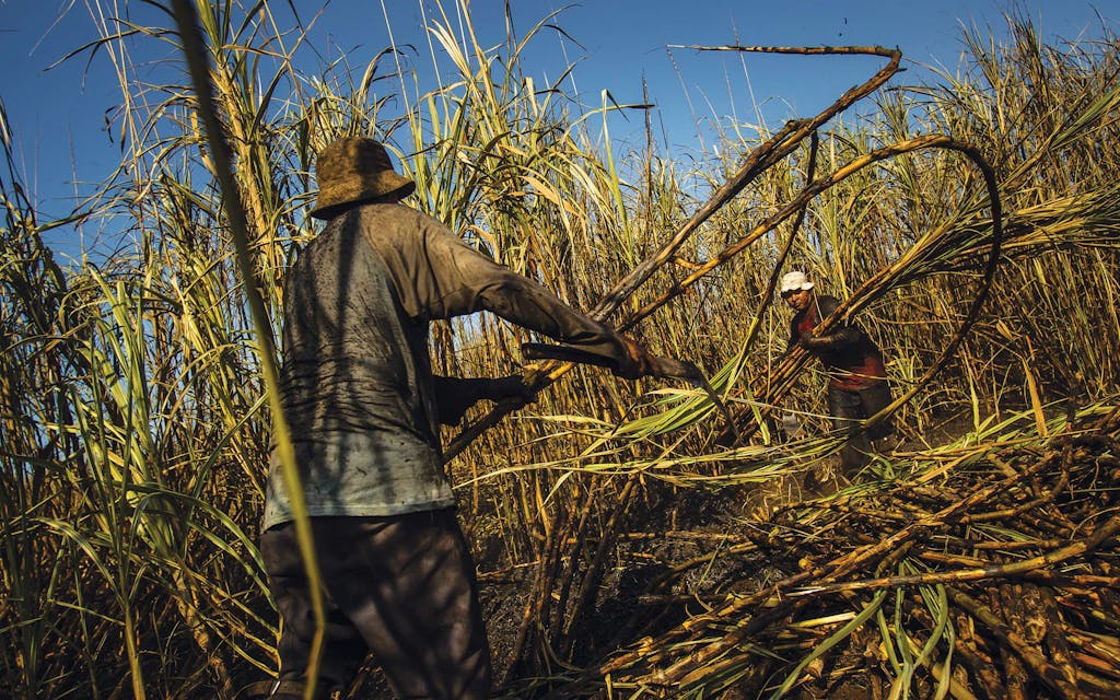 Harvesting sugarcane in Chichigalpa, Nicaragua, is arduous work.
