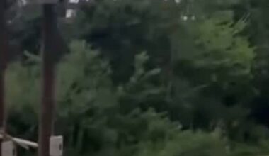 Black bear spotted crossing Gluckstadt Road in Madison County