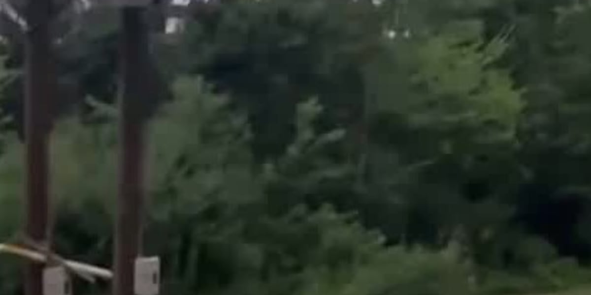 Black bear spotted crossing Gluckstadt Road in Madison County