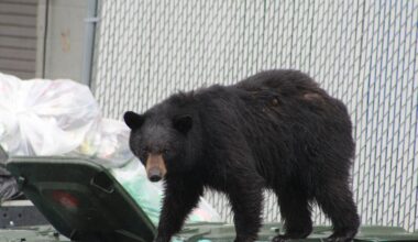A bear walked across poorly secured garbage and compost containers in Stowe, Vt., in 2024.