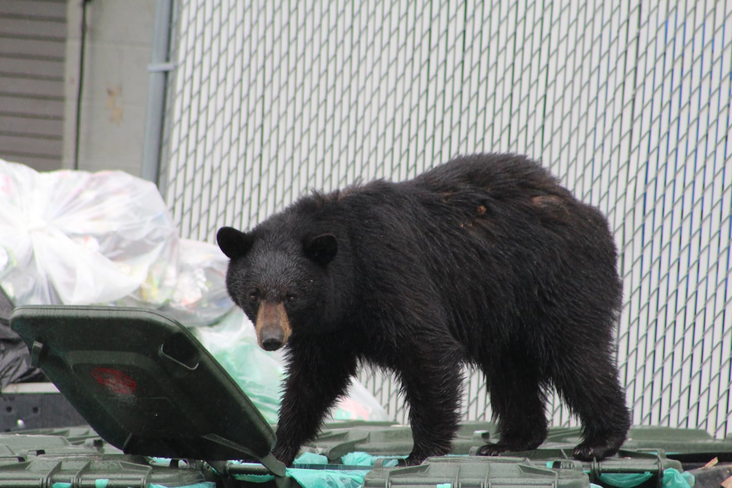 A bear walked across poorly secured garbage and compost containers in Stowe, Vt., in 2024.