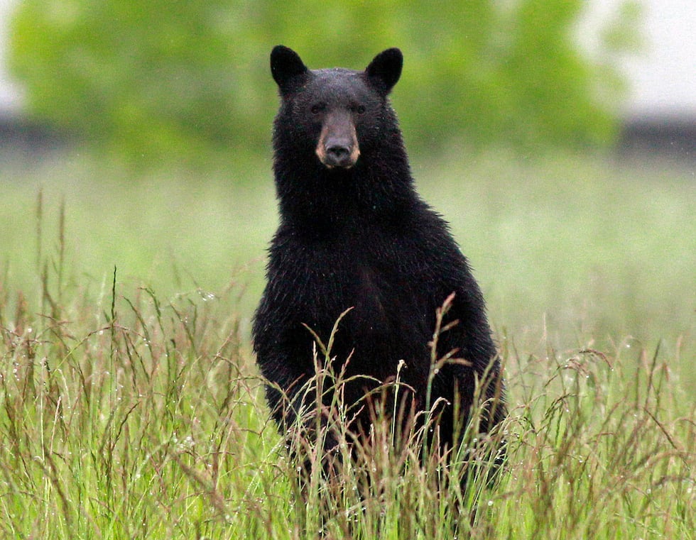 FILE PHOTO -- A person was hurt after a black bear entered a home in the Asheville, N.C. area...