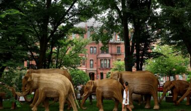 An onlooker strolls past The Great Elephant Migration earlier this month, taking in the art installation on the Commonwealth Avenue Mall in Boston.