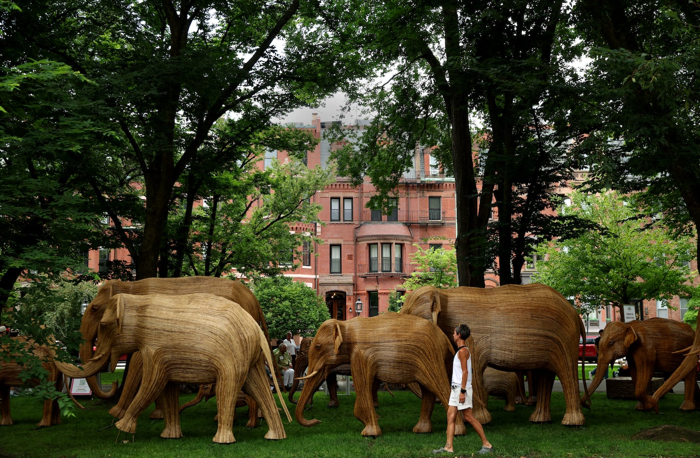 An onlooker strolls past The Great Elephant Migration earlier this month, taking in the art installation on the Commonwealth Avenue Mall in Boston.