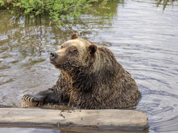 Marin resident Jay Tamang recently photographed grizzly bears in Vancouver. (Photo by Jay Tamang)