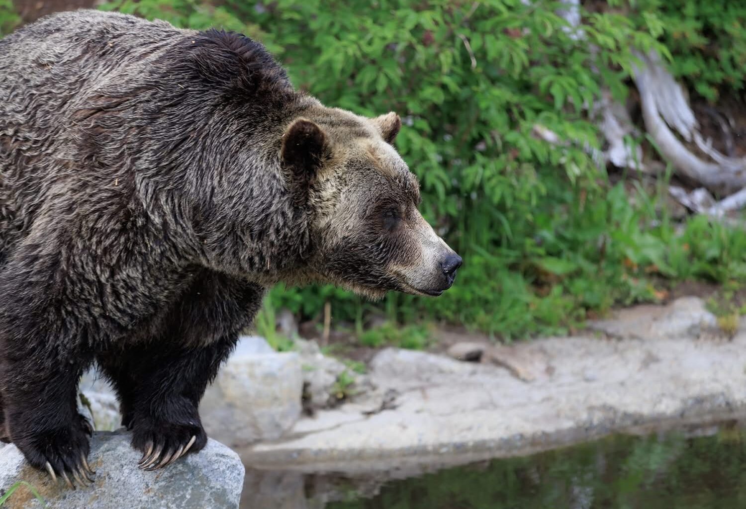 Lessons from grizzly bears: Marin photographer recalls trip to Canada – Marin Independent Journal