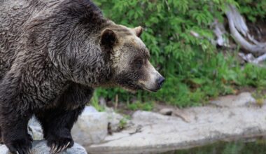 Lessons from grizzly bears: Marin photographer recalls trip to Canada – Marin Independent Journal