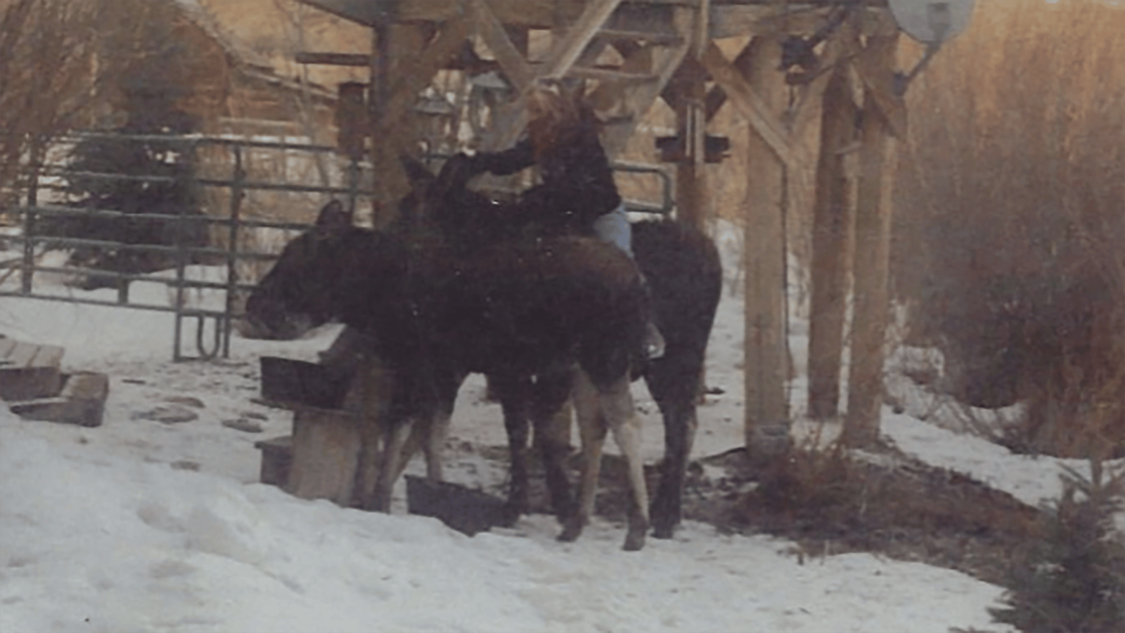 "They just liked me," said Pamela Chrisman on her remarkable 40-year relationship with wild moose. 