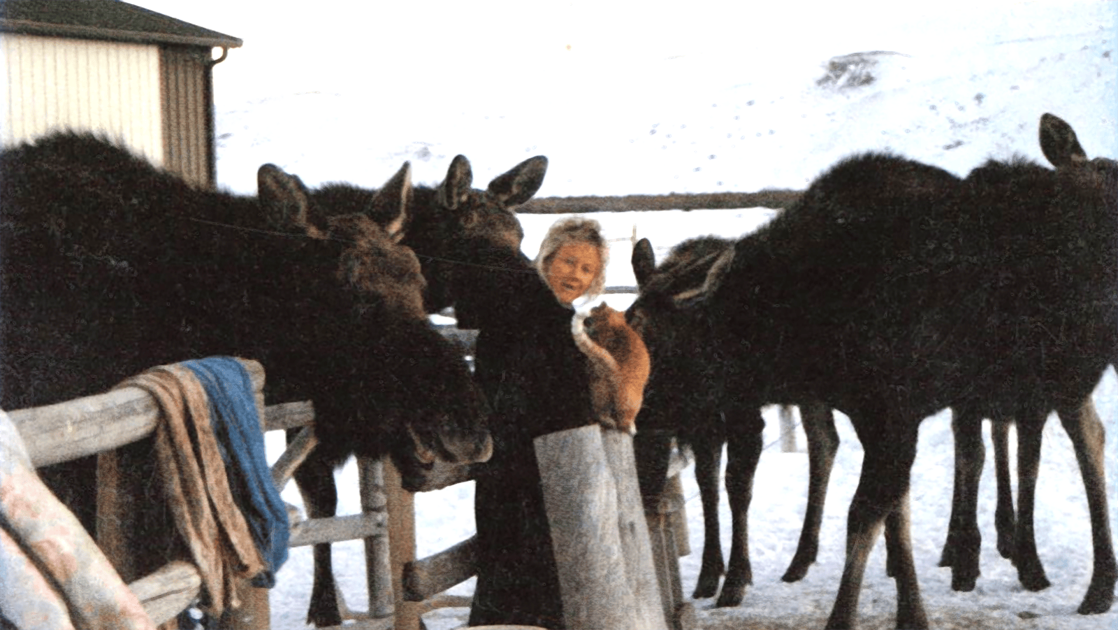Fish Creek Ranch has long provided the quality habitat and low disturbance that Wyoming Game and Fish says can keep generations of moose returning to the same place.