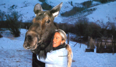 Meet The Moose Whisperer: For 40 Years, Wild Moose Return To Her Big Piney Ranch