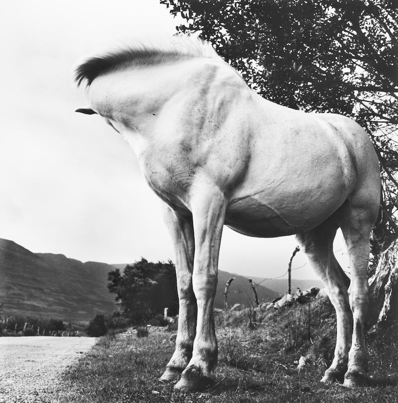 Alen MacWeeney, White Horse, Donegal, 1965 from W.B. Yeats series.
