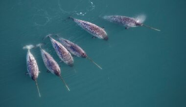 ‘Double Spiral’ Secret of Narwhal’s Twisted Tusk Revealed By High Tech X-Rays