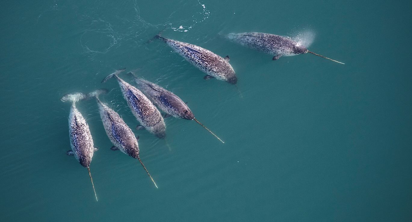 ‘Double Spiral’ Secret of Narwhal’s Twisted Tusk Revealed By High Tech X-Rays