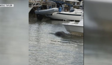 Boater runs over manatee in Shem Creek, witnesses say warnings were ignored