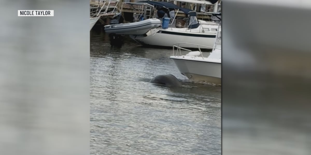 Boater runs over manatee in Shem Creek, witnesses say warnings were ignored