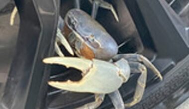 Marine Fisheries ask for sightings reported of invasive blue land crab after uptick